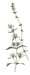 summer savory